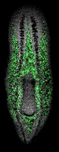 Piwi-1 is specific to neoblasts